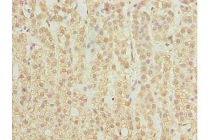 Immunohistochemistry of paraffin-embedded human adrenal gland tissue using ABIN7168896 at dilution of 1:100