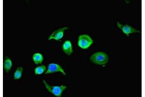 Immunofluorescent analysis of A549 cells using ABIN7167749 at dilution of 1:100 and Alexa Fluor 488-congugated AffiniPure Goat Anti-Rabbit IgG(H+L) (RTN4RL1 Antikörper  (AA 201-420))