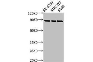 Western Blot Positive WB detected in: SH-SY5Y whole cell lysate, NIH/3T3 whole cell lysate, K562 whole cell lysate All lanes: NTRK1 antibody at 2. (TRKA Antikörper  (AA 33-208))