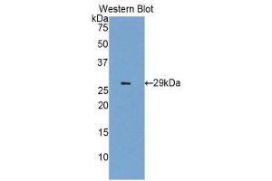 Western Blotting (WB) image for anti-Insulin-Like Growth Factor 2 Receptor (IGF2R) (AA 1148-1365) antibody (ABIN1859300) (IGF2R Antikörper  (AA 1148-1365))