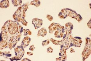 Anti-MMP7 Picoband antibody,  IHC(P): Human Placenta Tissue (MMP7 Antikörper  (AA 1-267))