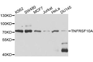 Western blot analysis of extracts of various cell lines, using TNFRSF10A antibody. (TNFRSF10A Antikörper)