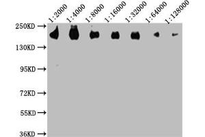 Western Blot