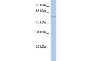 WB Suggested Anti-ALG1 Antibody Titration:  0. (ALG1 Antikörper  (N-Term))