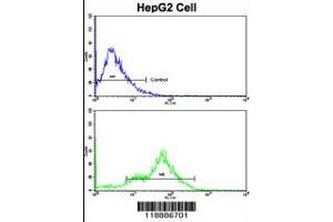 Flow cytometric analysis of HepG2 cells using CEACAM Antibody (N-term)(bottom histogram) compared to a negative control cell (top histogram). (CEACAM5 Antikörper  (N-Term))