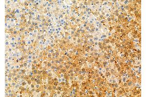 ABIN6262115 and ABIN6276777 at 1/100 staining Rat liver tissue by IHC-P. (GSTA1 Antikörper  (N-Term))