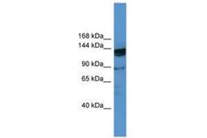 Image no. 1 for anti-Oxoglutarate Dehydrogenase-Like (OGDHL) (AA 26-75) antibody (ABIN6746492) (OGDHL Antikörper  (AA 26-75))