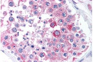 Human Testis (formalin-fixed, paraffin-embedded) stained with BCAP31 antibody ABIN305717 at 5 ug/ml followed by biotinylated goat anti-rabbit IgG secondary antibody ABIN481713, alkaline phosphatase-streptavidin and chromogen. (BCAP31 Antikörper  (Internal Region))