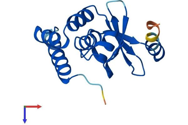 ZSWIM7 Protein (AA 1-140) (His tag)