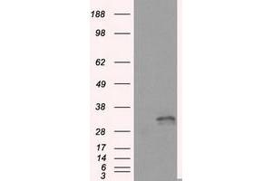 Image no. 5 for anti-Fumarylacetoacetate Hydrolase Domain Containing 2A (FAHD2A) antibody (ABIN1498184) (FAHD2A Antikörper)