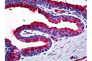 Anti-TIMP2 antibody IHC of human prostate. (TIMP2 Antikörper  (AA 27-221))