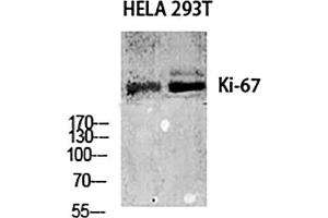 Western Blot analysis of Hela (1), 293T (2), diluted at 1:1000. (Ki-67 Antikörper  (AA 3170-3250))