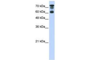 Image no. 1 for anti-Protein Phosphatase 1, Regulatory Subunit 13 Like (PPP1R13L) (AA 451-500) antibody (ABIN6742321) (PPP1R13L Antikörper  (AA 451-500))