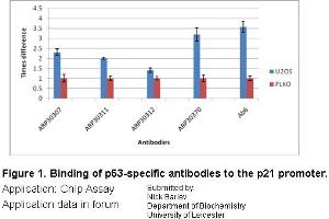 U20S (p53+) cells were treated with 0. (p53 Antikörper  (N-Term))