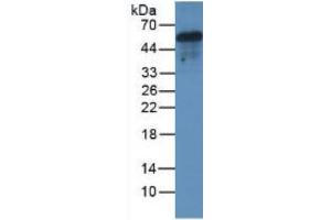 Rabbit Capture antibody from the kit in WB with Positive Control: Mouse brain tissue. (Major Basic Protein ELISA Kit)