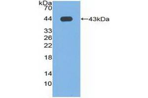 Figure. (Phospholipase D Antikörper  (AA 725-1074))