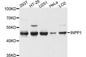 Western blot analysis of extracts of various cell lines, using INPP1 antibody. (INPP1 Antikörper)