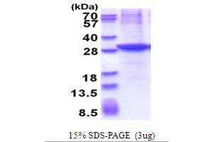 CLMP Protein (AA 19-235) (His tag)
