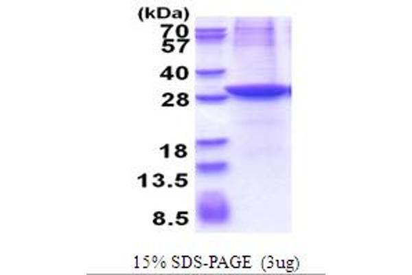 CLMP Protein (AA 19-235) (His tag)