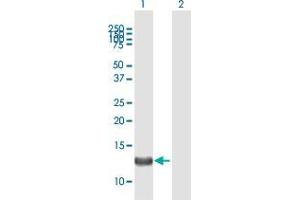 Western Blot analysis of FARP1 expression in transfected 293T cell line by FARP1 MaxPab polyclonal antibody. (FARP1 Antikörper  (AA 1-129))