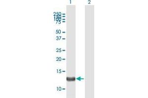 Western Blot analysis of FARP1 expression in transfected 293T cell line by FARP1 MaxPab polyclonal antibody.