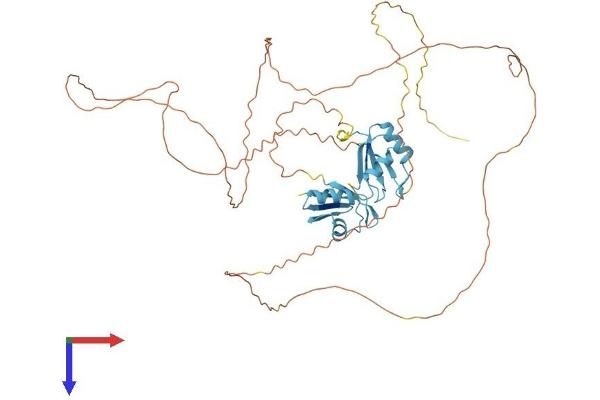 SRSF4 Protein (AA 1-494) (His tag)