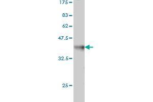 Western Blotting (WB) image for anti-NIMA related kinase 3 (NEK3) (AA 406-506) antibody (ABIN561960)