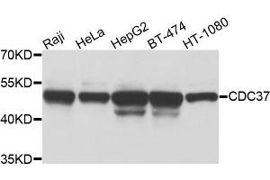 Western blot analysis of extracts of various cells, using CDC37 antibody. (CDC37 Antikörper)