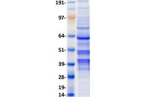 Western Blotting (WB) image for Fas Apoptotic Inhibitory Molecule 3 (FAIM3) (Transcript Variant 2) protein (Fc Tag) (ABIN2720877)