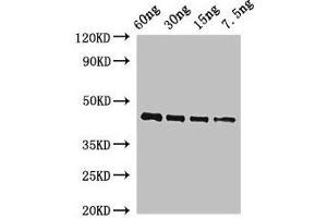 Western Blot Positive WB detected in Recombinant protein All lanes: OSM34 antibody at 2 μg/mL Secondary Goat polyclonal to rabbit IgG at 1/50000 dilution predicted band size: 44 kDa observed band size: 44 kDa (OSM34 Antikörper  (AA 23-244))