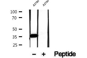 Western blot analysis of extracts of A2780 cells, using FSTL1 antibody. (FSTL1 Antikörper  (N-Term))