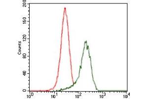 Image no. 5 for anti-Sonic Hedgehog (SHH) antibody (ABIN1491290) (Sonic Hedgehog Antikörper)