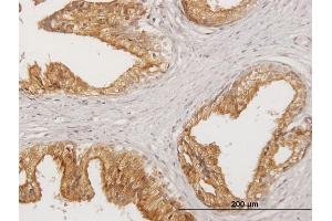 Immunoperoxidase of purified MaxPab antibody to LITAF on formalin-fixed paraffin-embedded human prostate. (LITAF Antikörper  (AA 1-161))