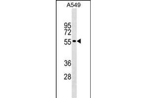 GLDN Antibody (Center) (ABIN1538217 and ABIN2849147) western blot analysis in A549 cell line lysates (35 μg/lane). (GLDN Antikörper  (AA 271-299))