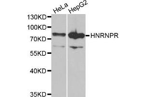 Western blot analysis of extracts of HeLa and HepG2 cell lines, using HNRNPR antibody.