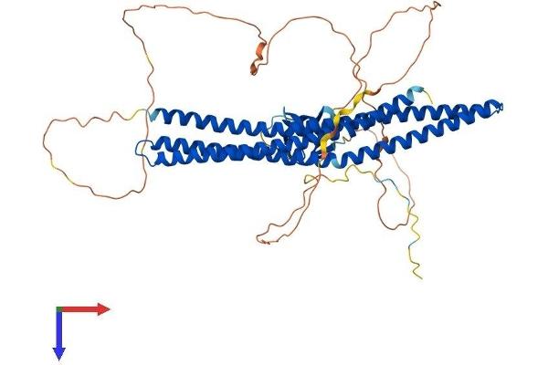 BAIAP2L2 Protein (AA 1-522) (His tag)