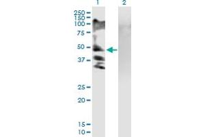 Western Blot analysis of RSC1A1 expression in transfected 293T cell line by RSC1A1 MaxPab polyclonal antibody.