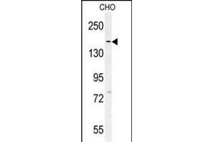 DM1- Antibody (N-term) (ABIN651631 and ABIN2840337) western blot analysis in CHO cell line lysates (35 μg/lane). (DAAM1 Antikörper  (N-Term))