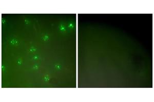 Immunofluorescence analysis of COS7 cells, using Cyclin A antibody (ABIN5976373). (Cyclin A Antikörper  (Internal Region))