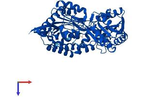 ALDH8A1 Protein (AA 1-487) (His tag)