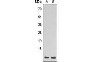 Western blot analysis of RPL39 expression in HL60 (A), HepG2 (B) whole cell lysates.