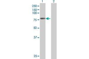 Lane 1: PTGS2 transfected lysate ( 69 KDa) Lane 2: Non-transfected lysate. (PTGS2 293T Cell Transient Overexpression Lysate(Denatured))