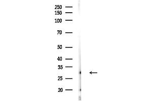 anti-COP9 Signalosome Complex Subunit 7a (COPS7A) (C-Term) antibody