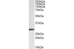 ABIN185704 (0. (SNAIL Antikörper  (N-Term))