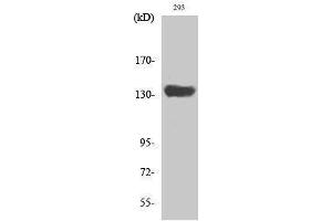 Western Blotting (WB) image for anti-SR-Related CTD-Associated Factor 1 (SCAF1) (N-Term) antibody (ABIN3186879) (SCAF1 Antikörper  (N-Term))
