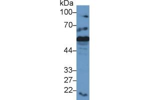 Western Blot; Sample: Mouse Liver lysate; Primary Ab: 2µg/ml Rabbit Anti-Mouse CRT Antibody Second Ab: 0. (Calreticulin Antikörper  (AA 199-308))