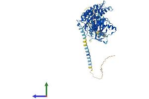 Protein Structure (PS) image for Ectonucleoside Triphosphate diphosphohydrolase 4 (ENTPD4) (AA 1-616) protein (His tag) (ABIN7553843)