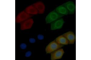 TOM40 Mouse Monoclonal Antibody staining Hela cells by IF/ICC. (TOMM40 Antikörper  (Internal Region))