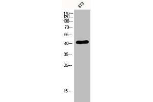 Western Blot analysis of 3T3 cells using EDG-6 Polyclonal Antibody (S1PR4 Antikörper  (C-Term))