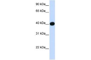 LIAS antibody used at 1 ug/ml to detect target protein.